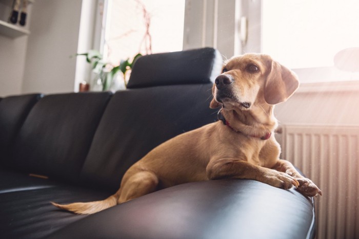 ソファーの上の茶色い犬