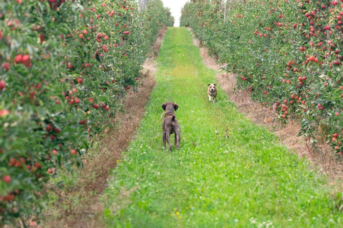 果樹園を歩く犬