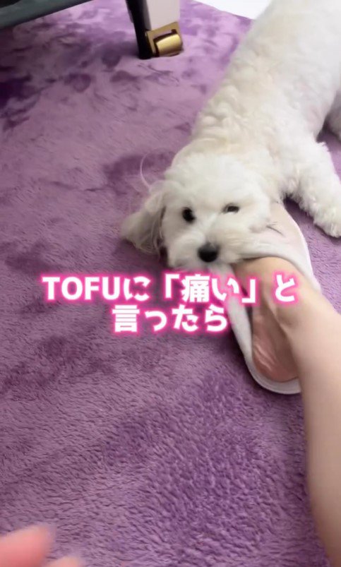 痛いと言われたときのTOFUちゃん