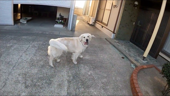 自宅の庭で遊ぶ犬