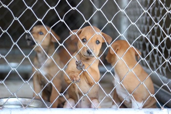 保護された子犬たち