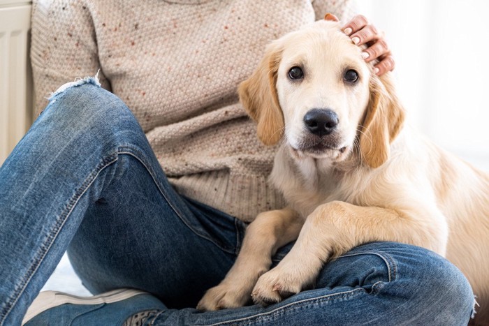 人の足に乗っている犬