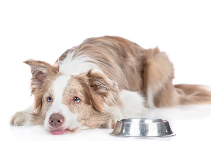 食器の横に伏せる犬