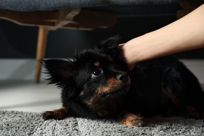 つかまれて怖がる犬