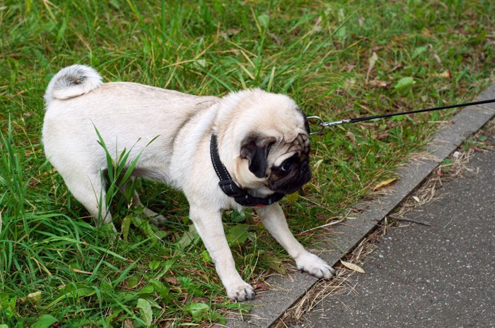 散歩中に動こうとしない犬