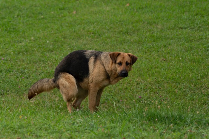芝生の上でうんちする犬