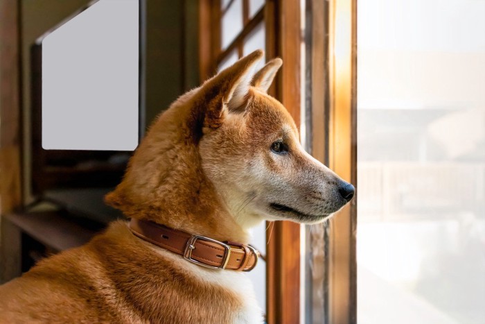 家族の帰りを待つ犬