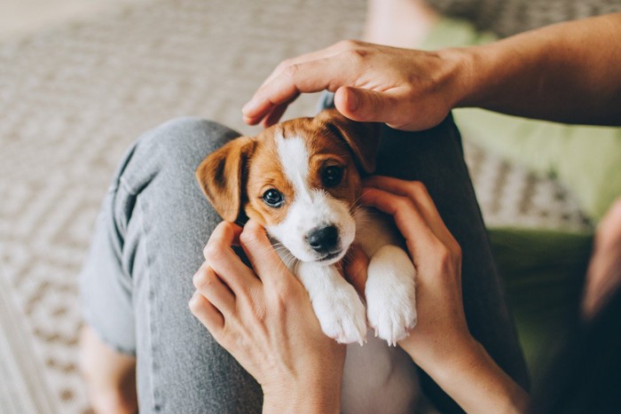 膝に仰向けになるジャックラッセルテリアの子犬