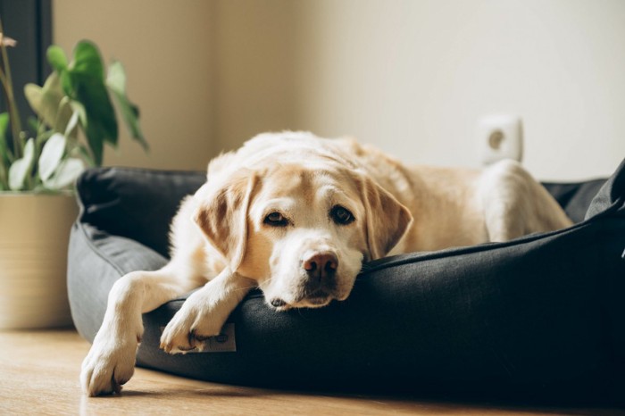 ベッドに横たわる老犬