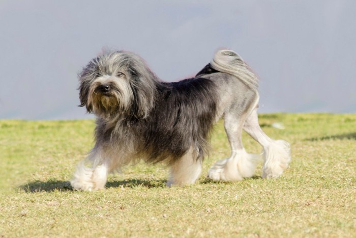 お尻を振りながら歩く犬