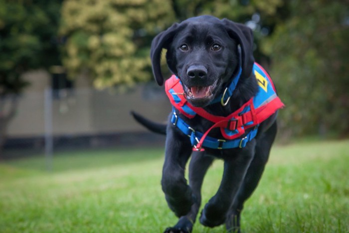 トレーニングを受けるラブラドールの子犬