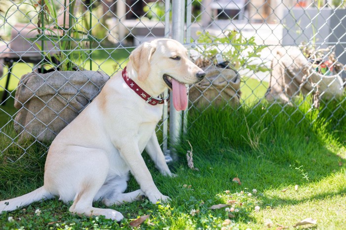 暑さで休憩する犬