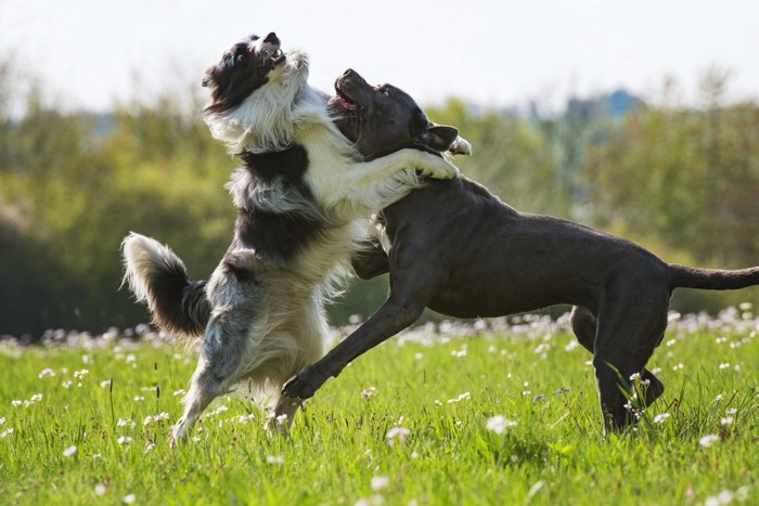 はしゃぐ犬たち