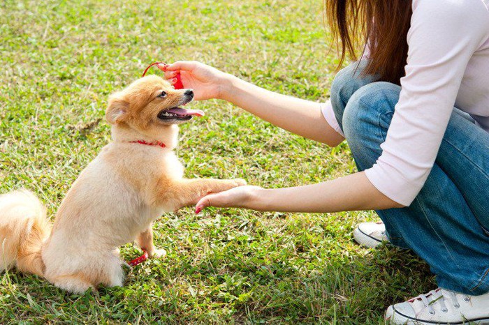 お手してる犬