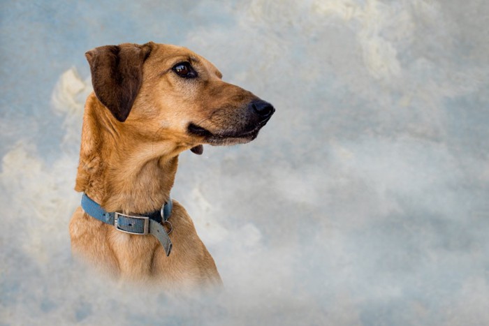 空をバックにした犬の横顔