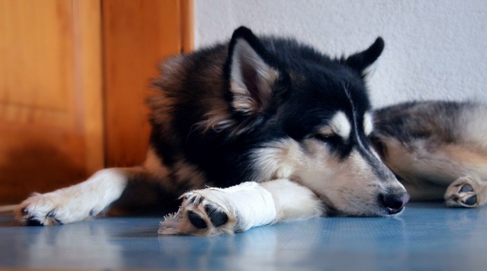 犬　歩き方　おかしい