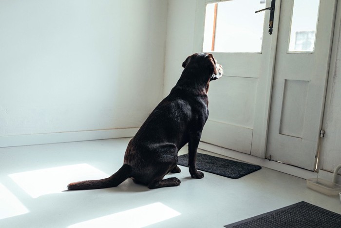 玄関の外を見つめる黒い犬
