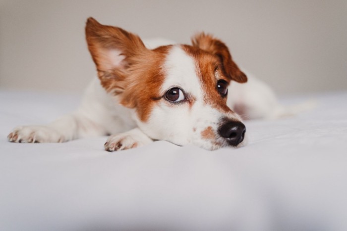 耳を立てて反応する犬