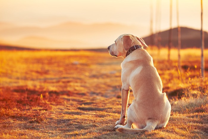 家族の帰りを待つ犬