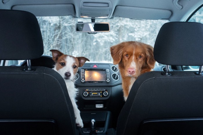 車に乗る2匹の犬