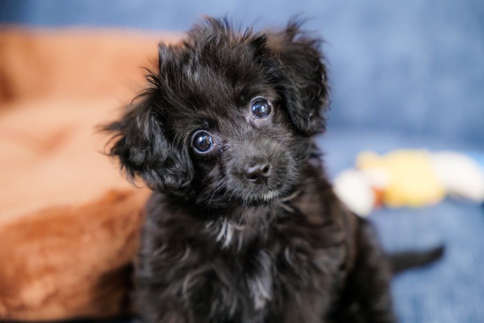 首をかしげる黒犬