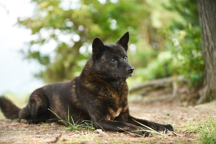 伏せている黒犬