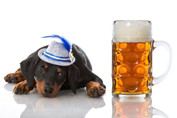 ジョッキのビールと犬