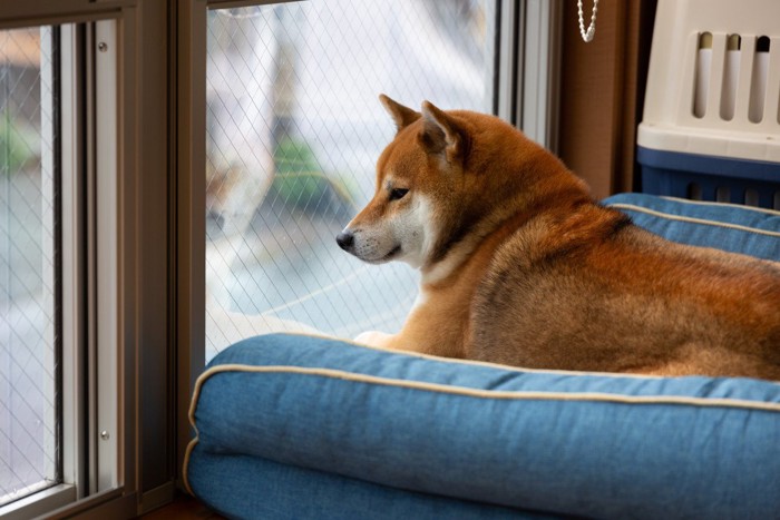 ベッドに入って窓の外を眺める柴犬