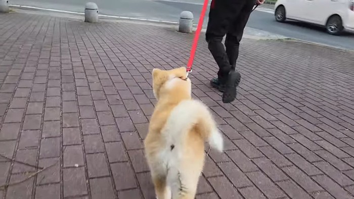 飼い主の後ろを歩く秋田犬