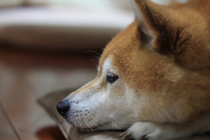 落ち込んだ表情の犬