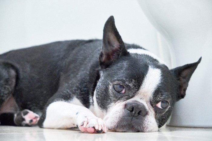 トイレで伏せる老犬