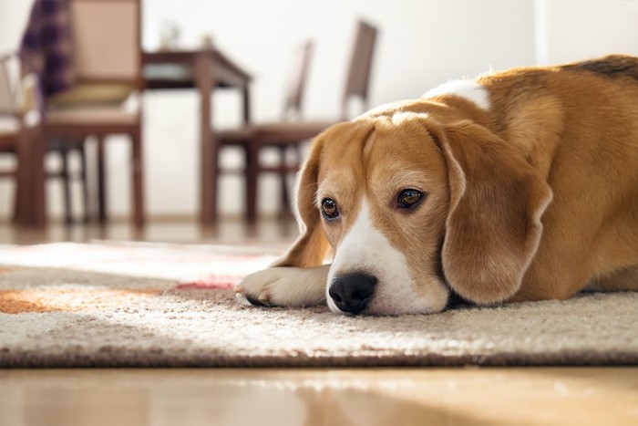 リビングで退屈そうに伏せるビーグル犬