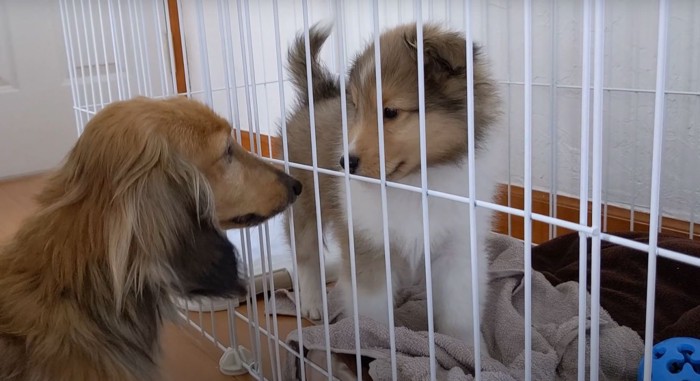 ケージ越しに会うダックスと子犬