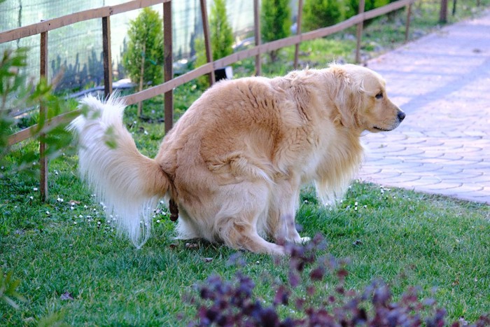 ウンチする犬