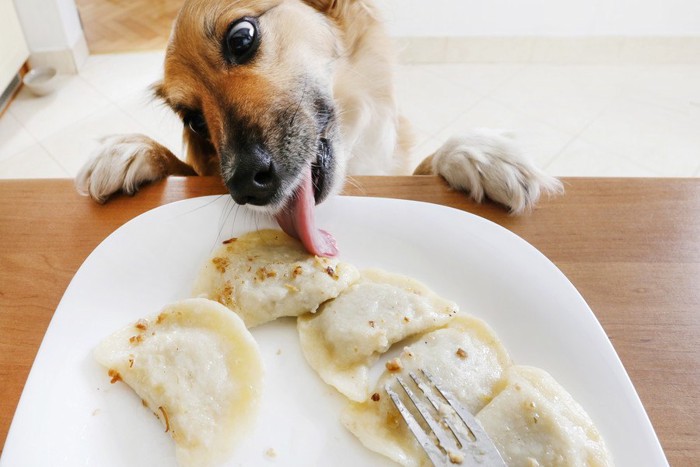 餃子を舐める犬