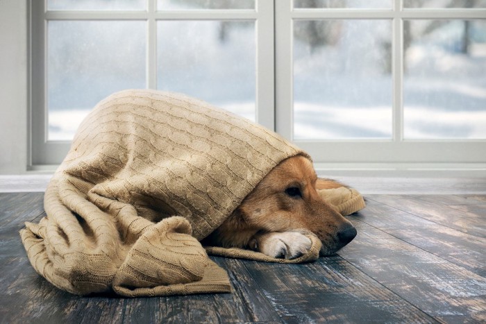 雪が見える窓際でブランケットにくるまる寒そうな犬