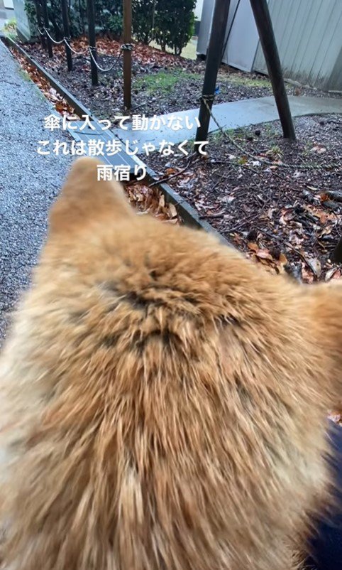 雨が苦手なこむぎちゃん4