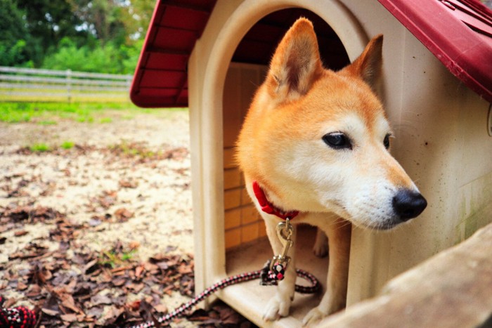 犬小屋の中にいる犬