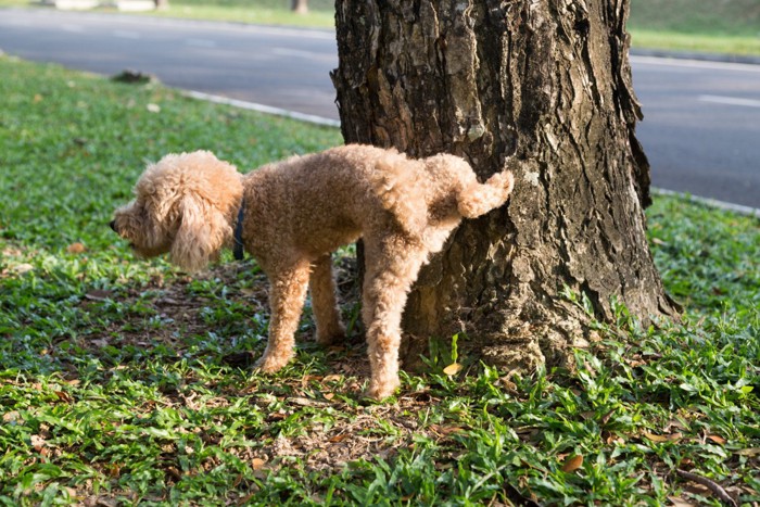 片足をあげる犬