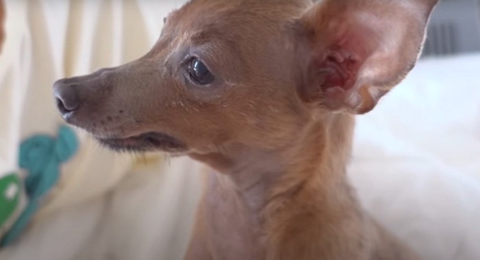 犬の横顔のアップ