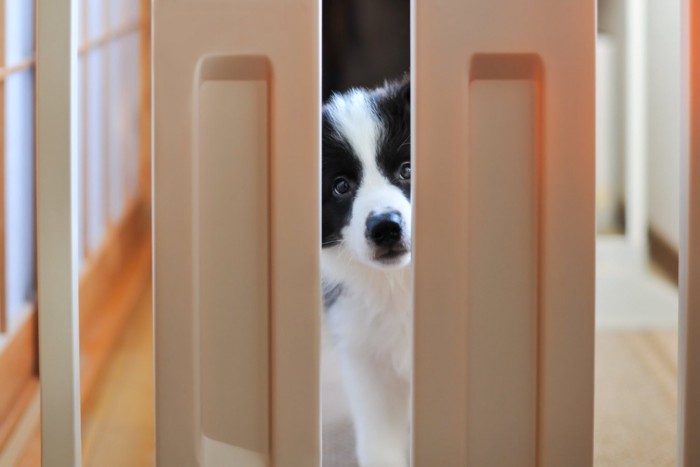 隙間から覗き見ている犬