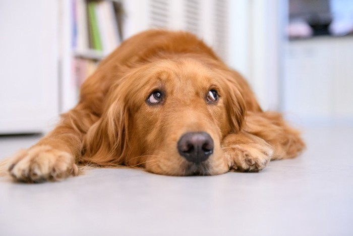 暇そうな犬