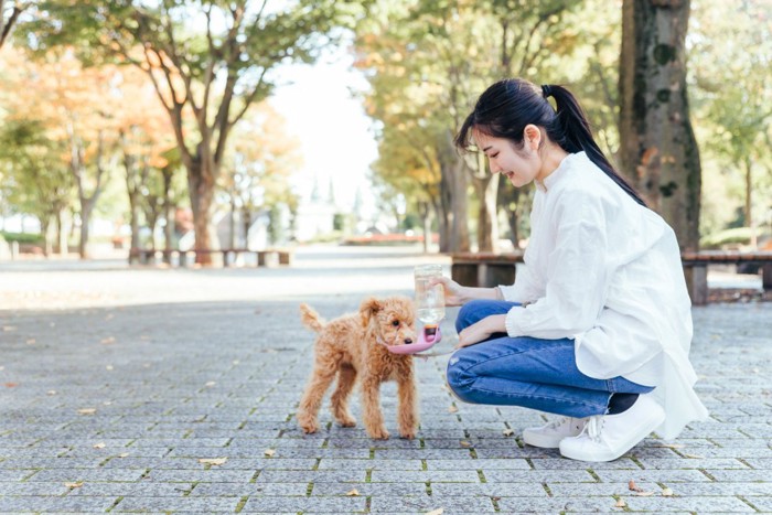 水分補給させる女性と飲む犬