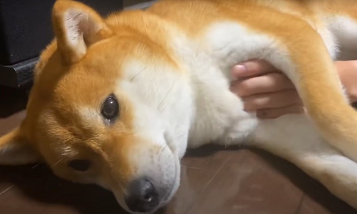 柴犬のアップ