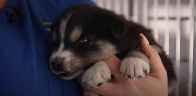 半眼の子犬