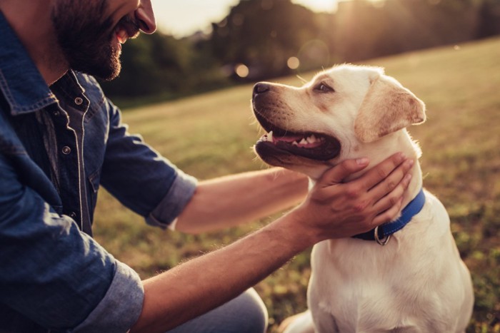 犬を撫でる飼い主