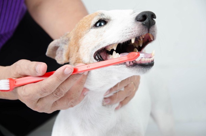 歯磨きをしてもらっている犬