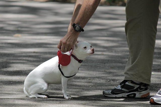 犬の散歩