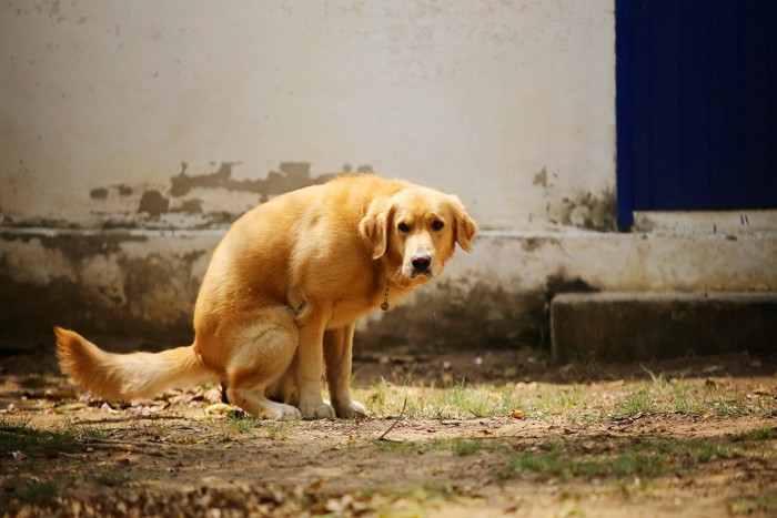 トイレ中の犬