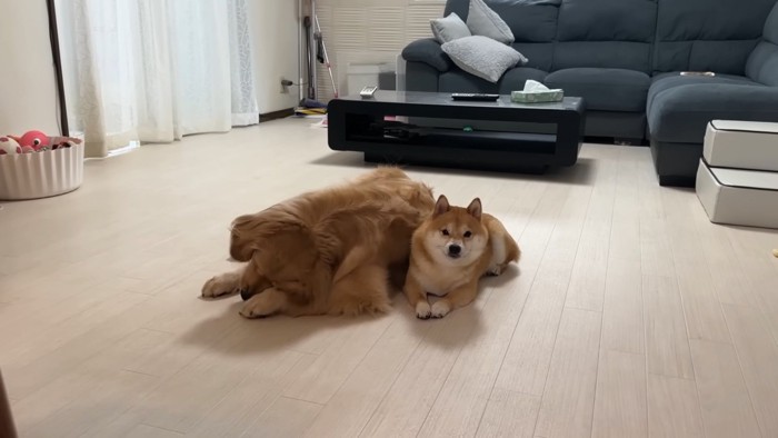 「うに」ちゃんと「おから」ちゃん